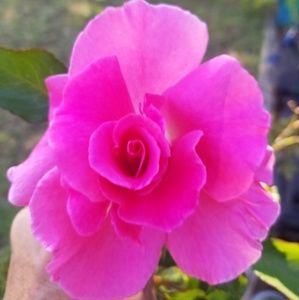 Meet your Posher, Julie